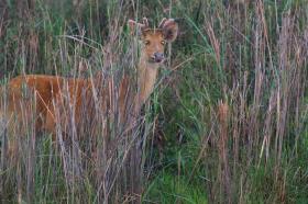 thumbs/fauna-Swap Deer Stag at Kaziranga1.jpg.jpg